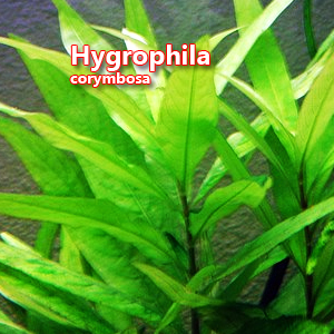 Hygrophila corymbosa